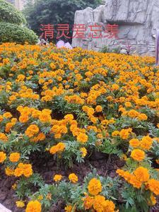 忘羡同人文问灵