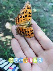 菩萨和佛祖有什么区别