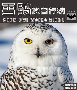 “雪鸮”方案
